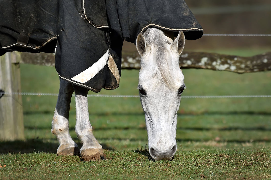 How to Waterproof a Horse Rug