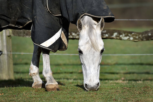 How to Waterproof a Horse Rug